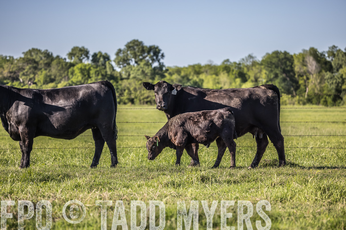44Farms_CameronTX_OnlineSale_May2021-519815