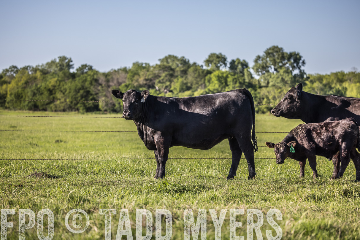 44Farms_CameronTX_OnlineSale_May2021-519817