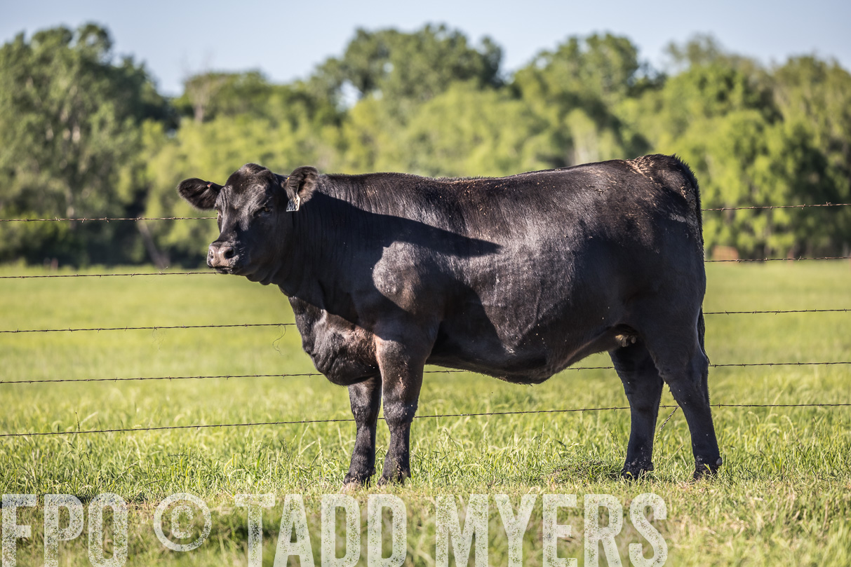 44Farms_CameronTX_OnlineSale_May2021-519821