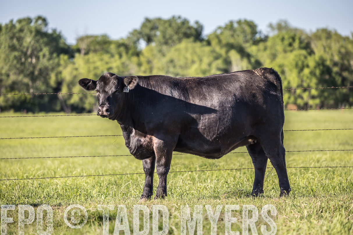 44Farms_CameronTX_OnlineSale_May2021-519824