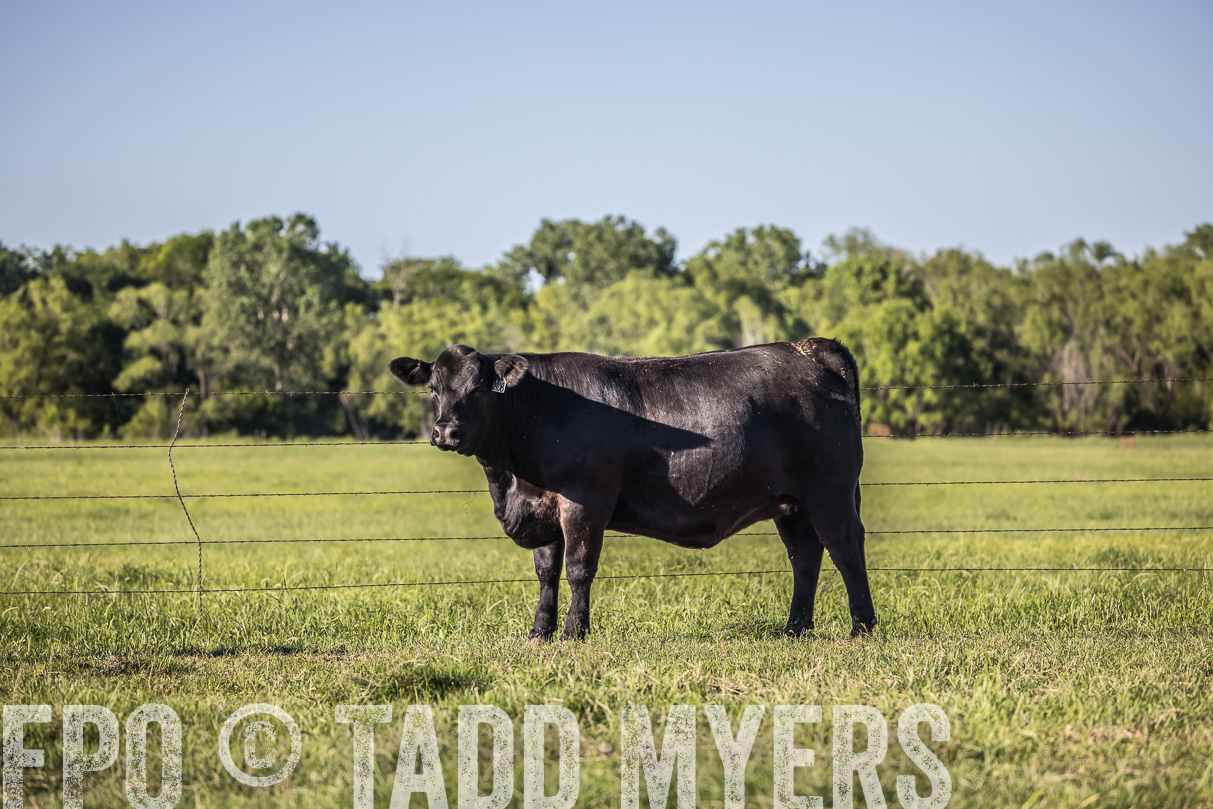 44Farms_CameronTX_OnlineSale_May2021-519832