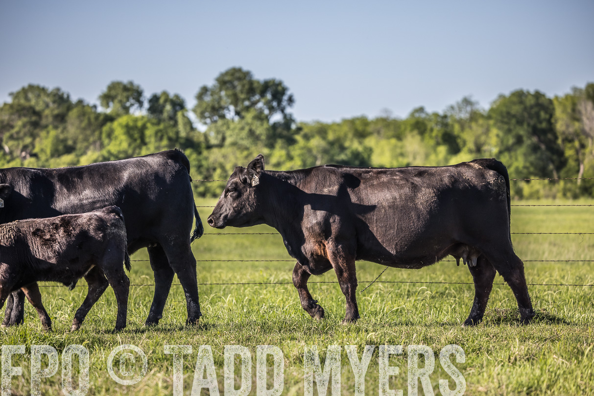 44Farms_CameronTX_OnlineSale_May2021-519835