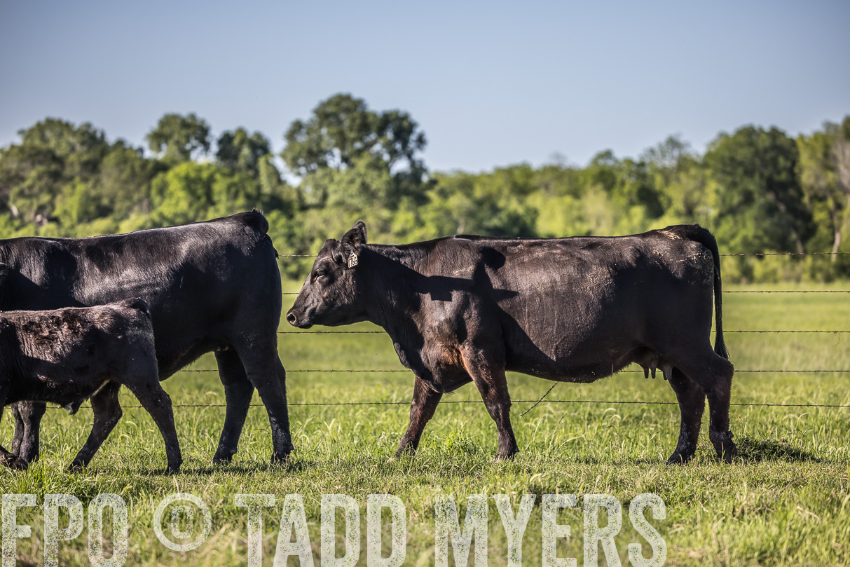 44Farms_CameronTX_OnlineSale_May2021-519836