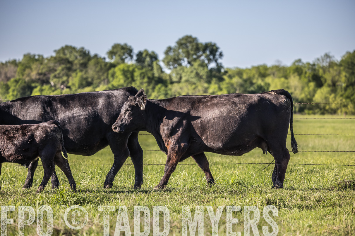 44Farms_CameronTX_OnlineSale_May2021-519837