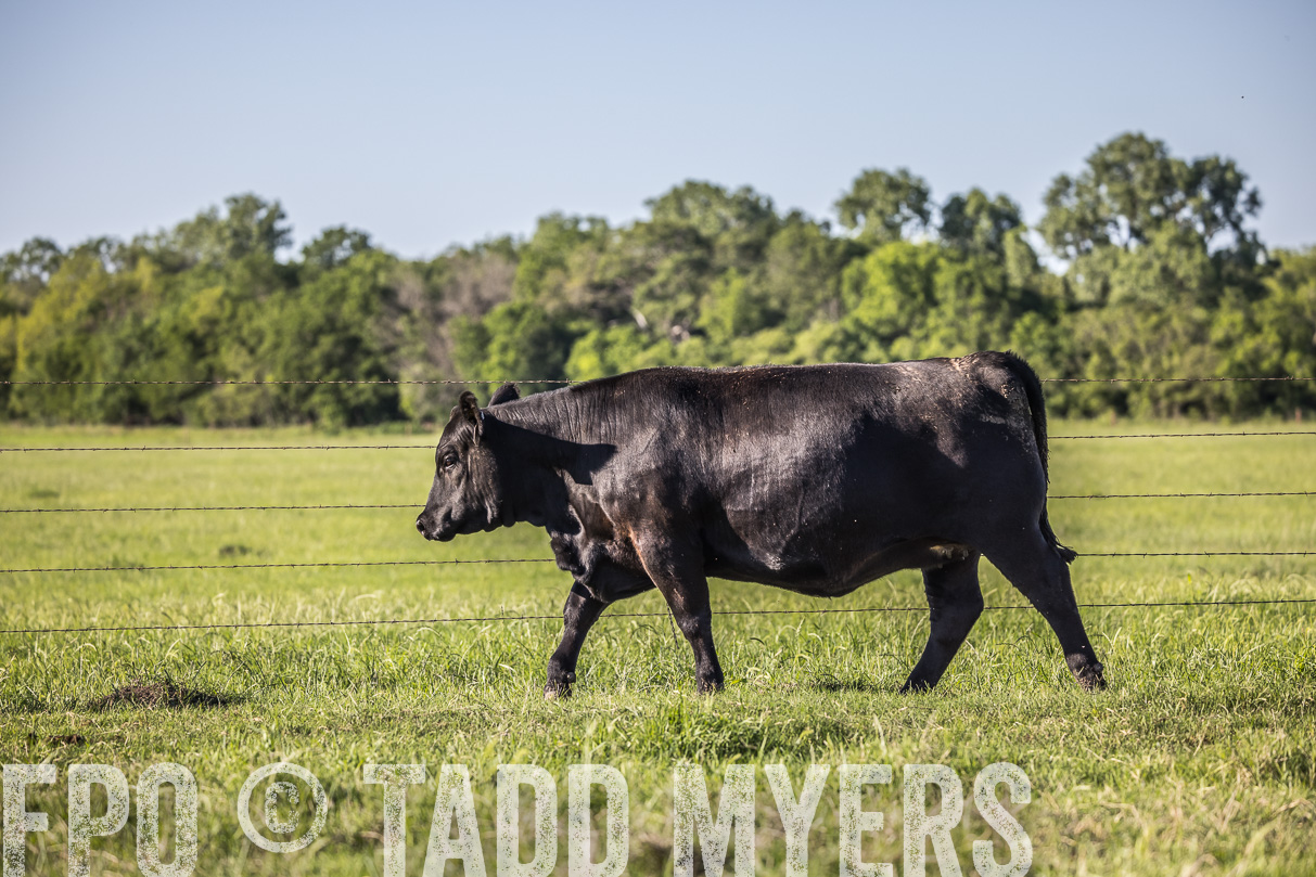 44Farms_CameronTX_OnlineSale_May2021-519847