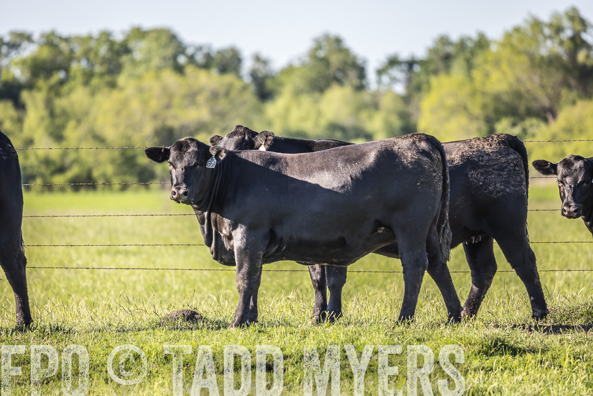 44Farms_CameronTX_OnlineSale_May2021-519853
