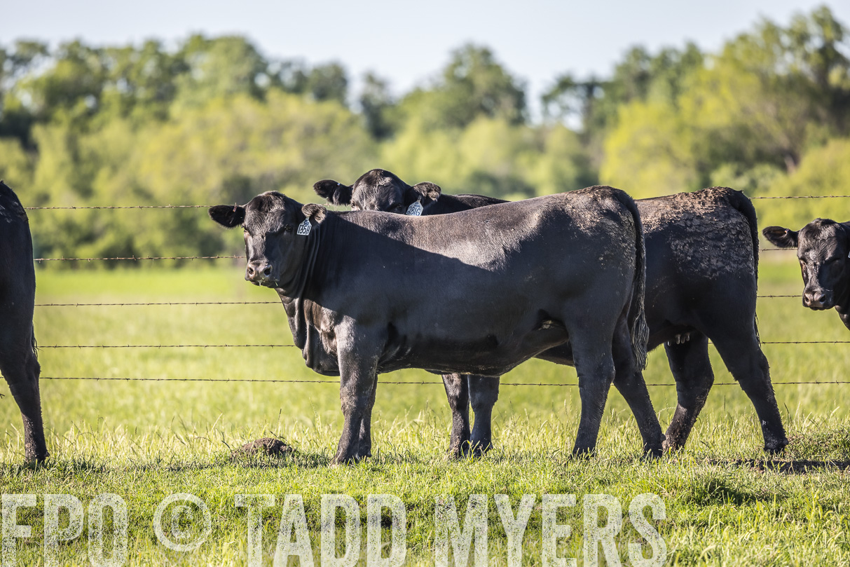 44Farms_CameronTX_OnlineSale_May2021-519856