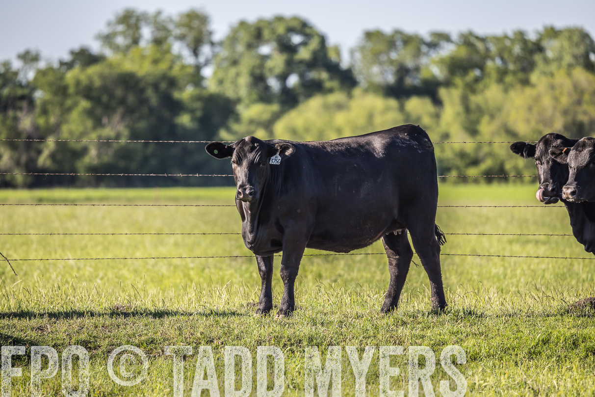 44Farms_CameronTX_OnlineSale_May2021-519860