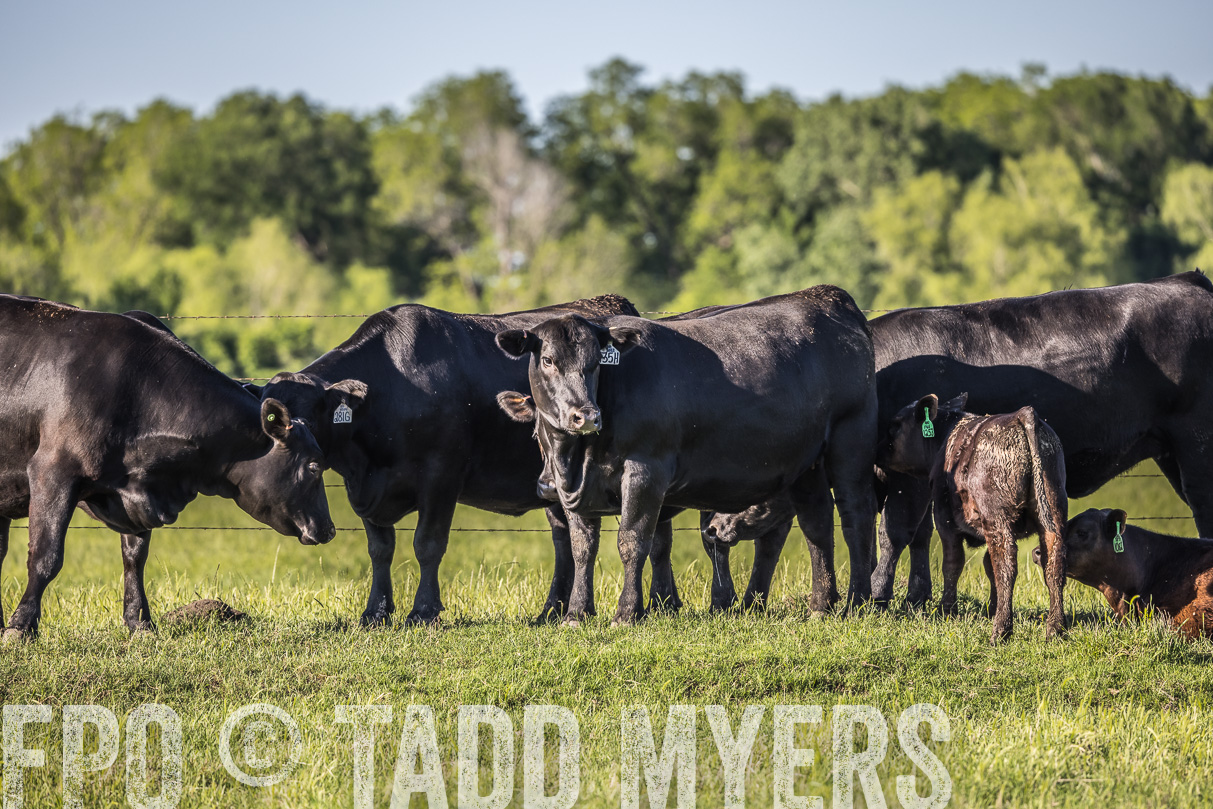 44Farms_CameronTX_OnlineSale_May2021-519865