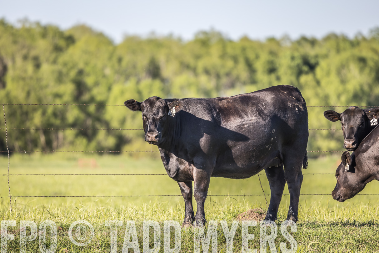 44Farms_CameronTX_OnlineSale_May2021-519869