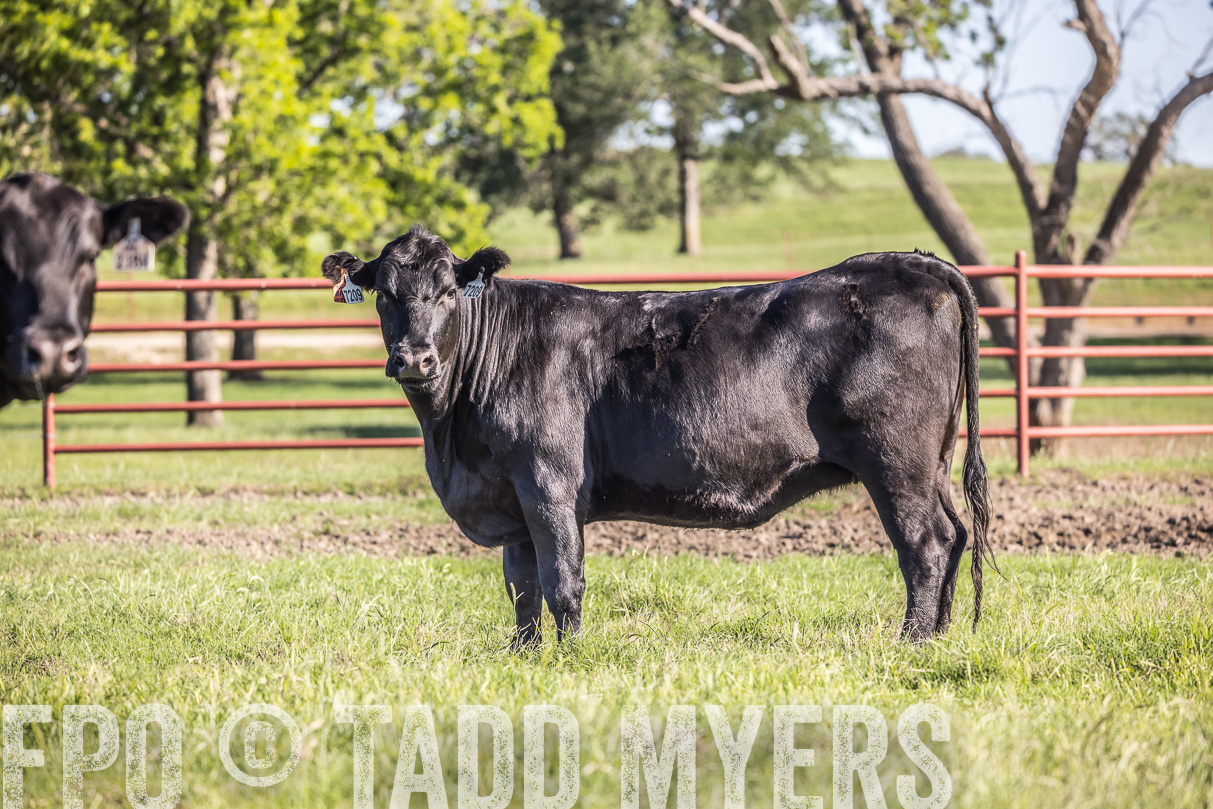44Farms_CameronTX_OnlineSale_May2021-519566