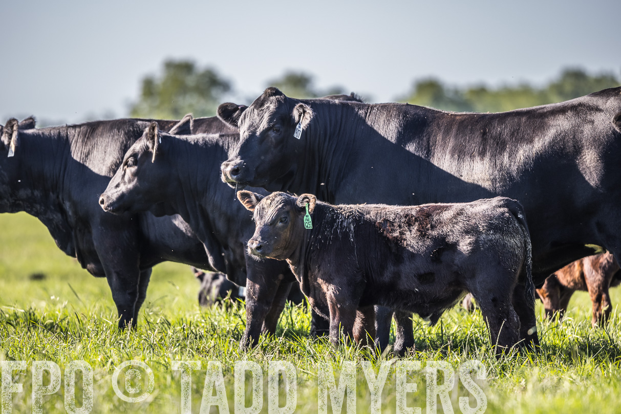 44Farms_CameronTX_OnlineSale_May2021-519635