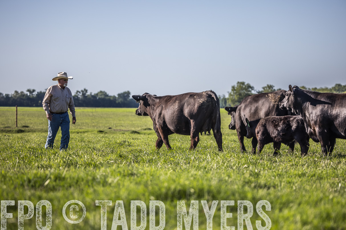 44Farms_CameronTX_OnlineSale_May2021-519655