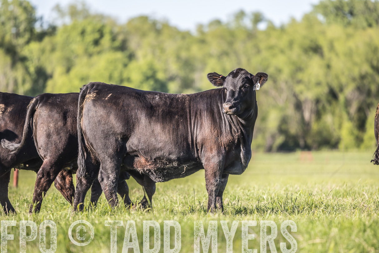 44Farms_CameronTX_OnlineSale_May2021-519681