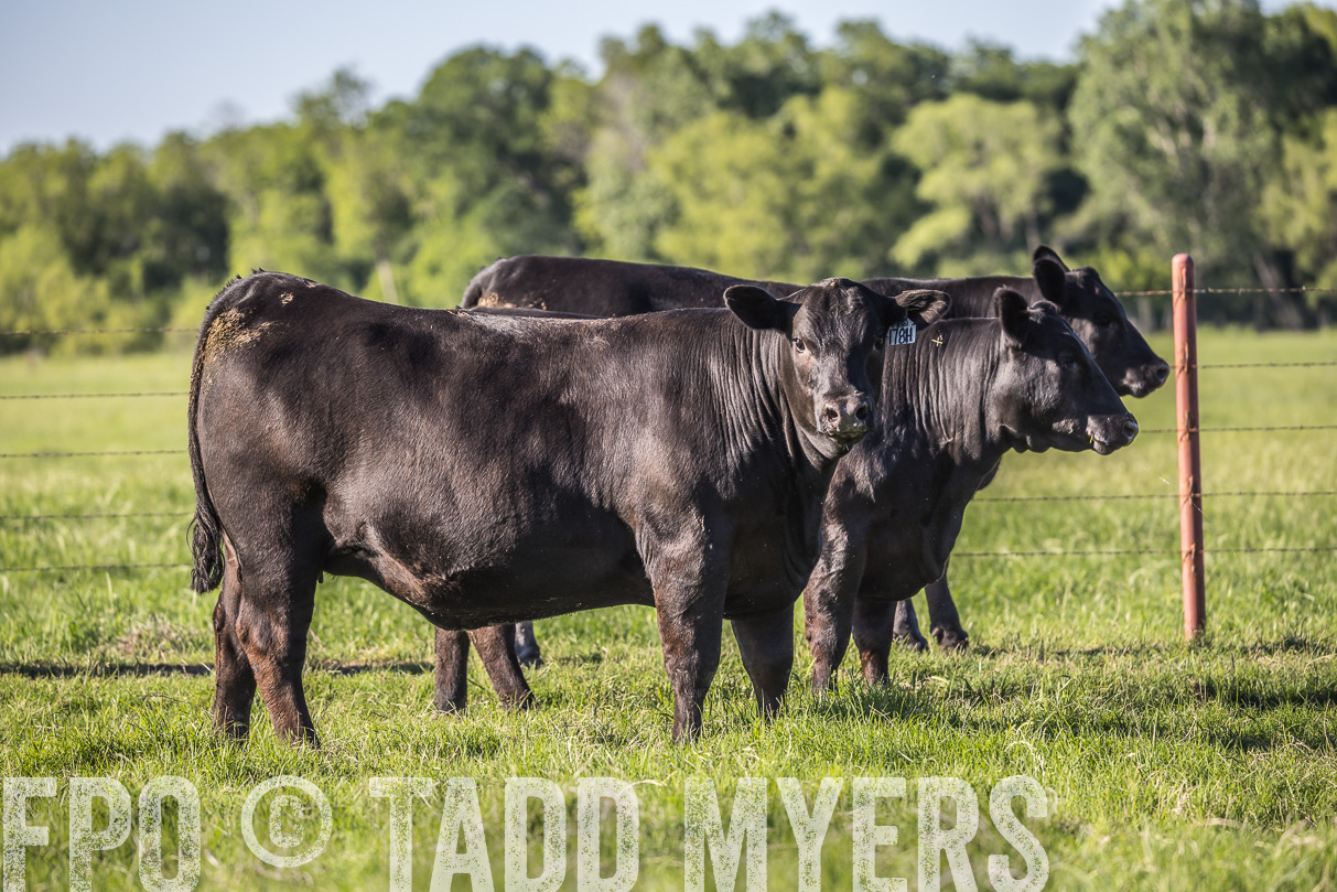 44Farms_CameronTX_OnlineSale_May2021-519698