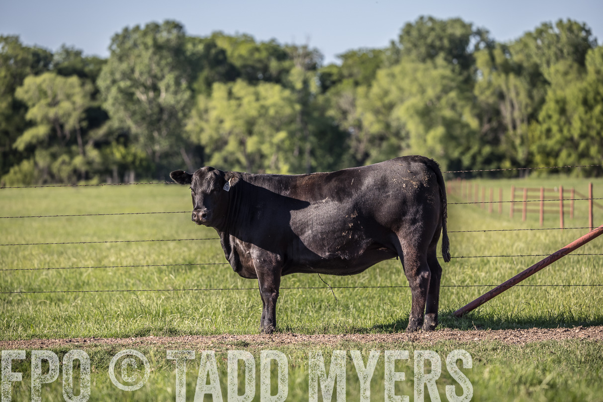 44Farms_CameronTX_OnlineSale_May2021-519725
