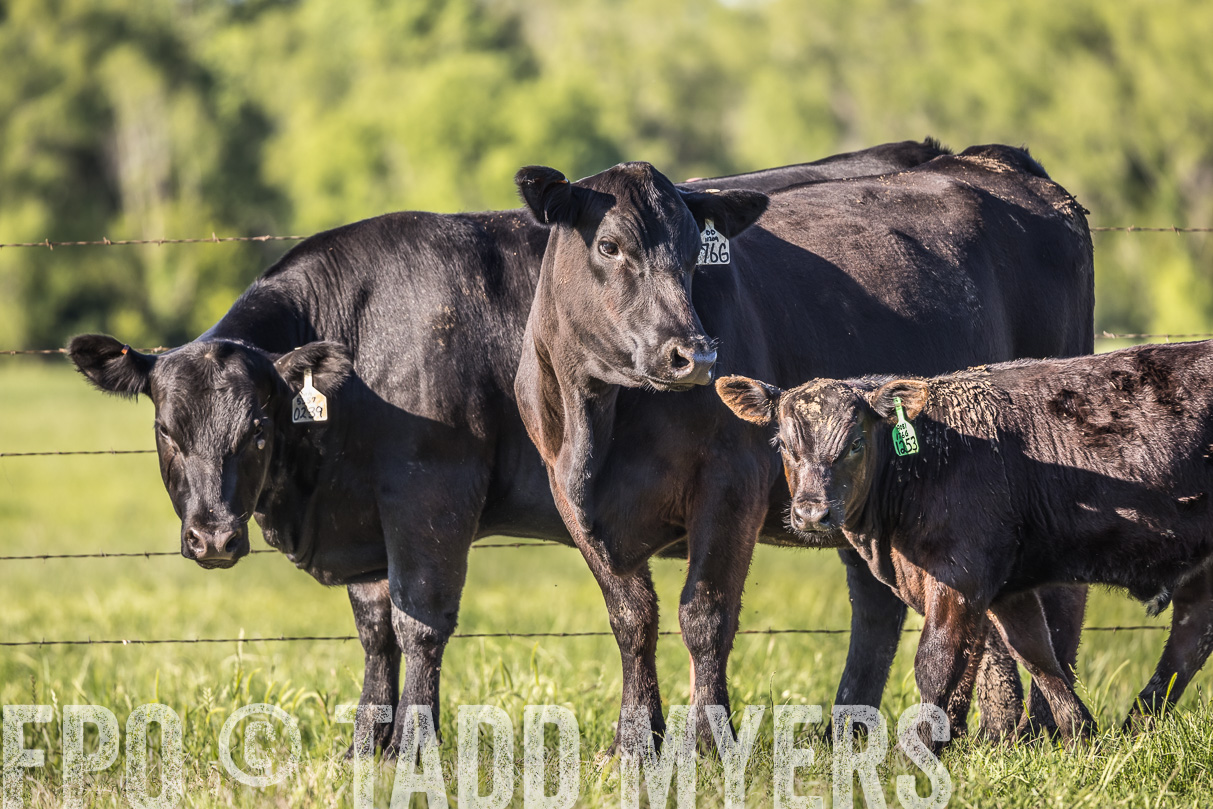 44Farms_CameronTX_OnlineSale_May2021-519787