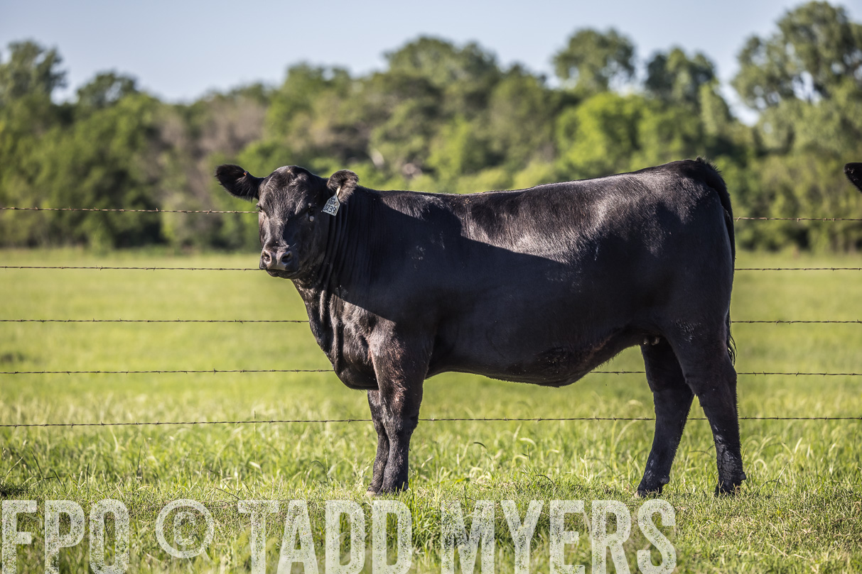 44Farms_CameronTX_OnlineSale_May2021-519808