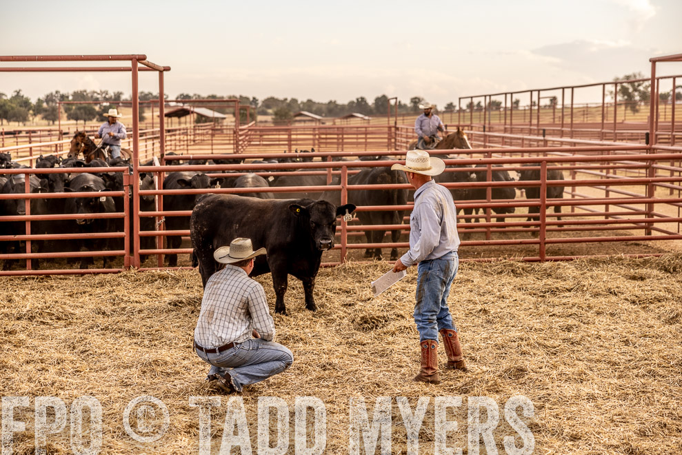 TMyers_SaleBookCover_CameronTX_Sept2021-521193
