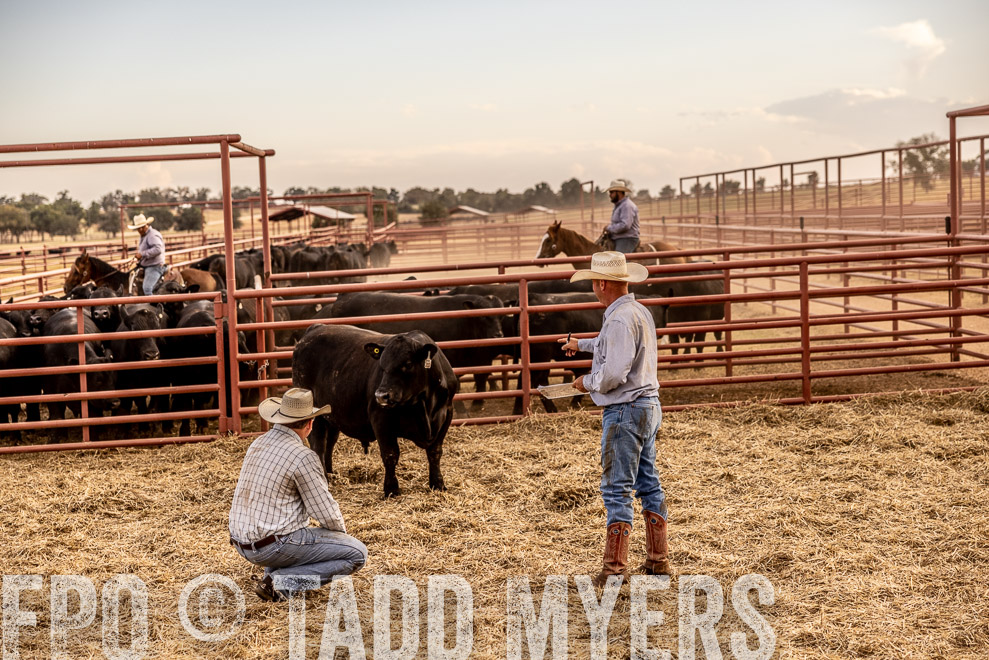 TMyers_SaleBookCover_CameronTX_Sept2021-521253