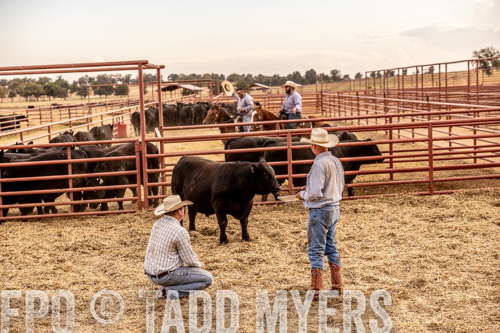 TMyers_SaleBookCover_CameronTX_Sept2021-521365
