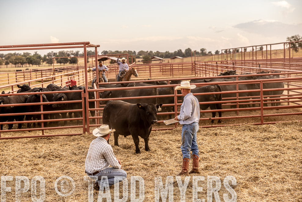 TMyers_SaleBookCover_CameronTX_Sept2021-521473