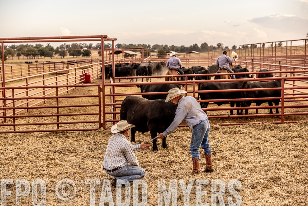 TMyers_SaleBookCover_CameronTX_Sept2021-521518