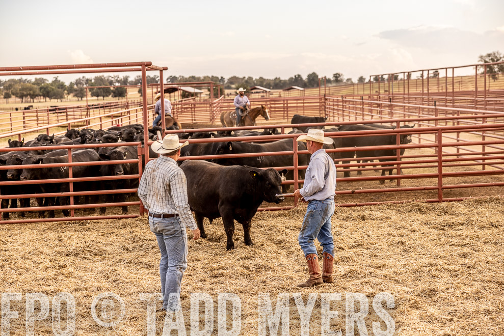 TMyers_SaleBookCover_CameronTX_Sept2021-521594