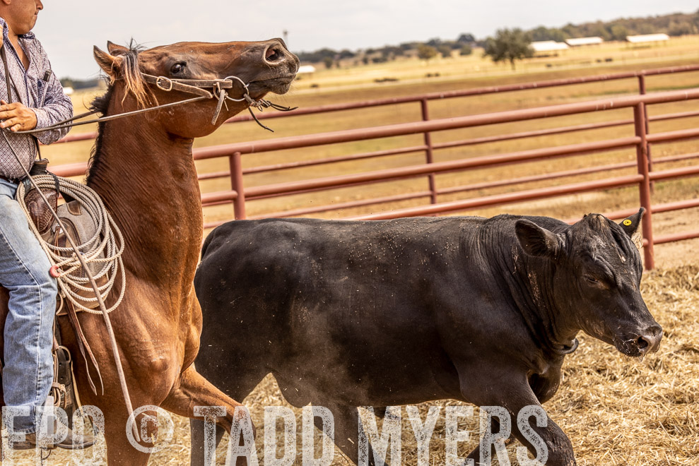 TMyers_SaleBookCover_CameronTX_Sept2021-528874