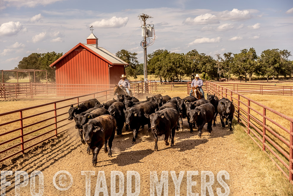 TMyers_SaleBookCover_CameronTX_Sept2021-9226