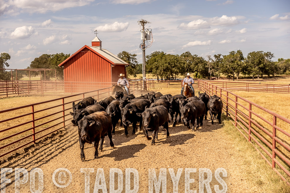 TMyers_SaleBookCover_CameronTX_Sept2021-9229