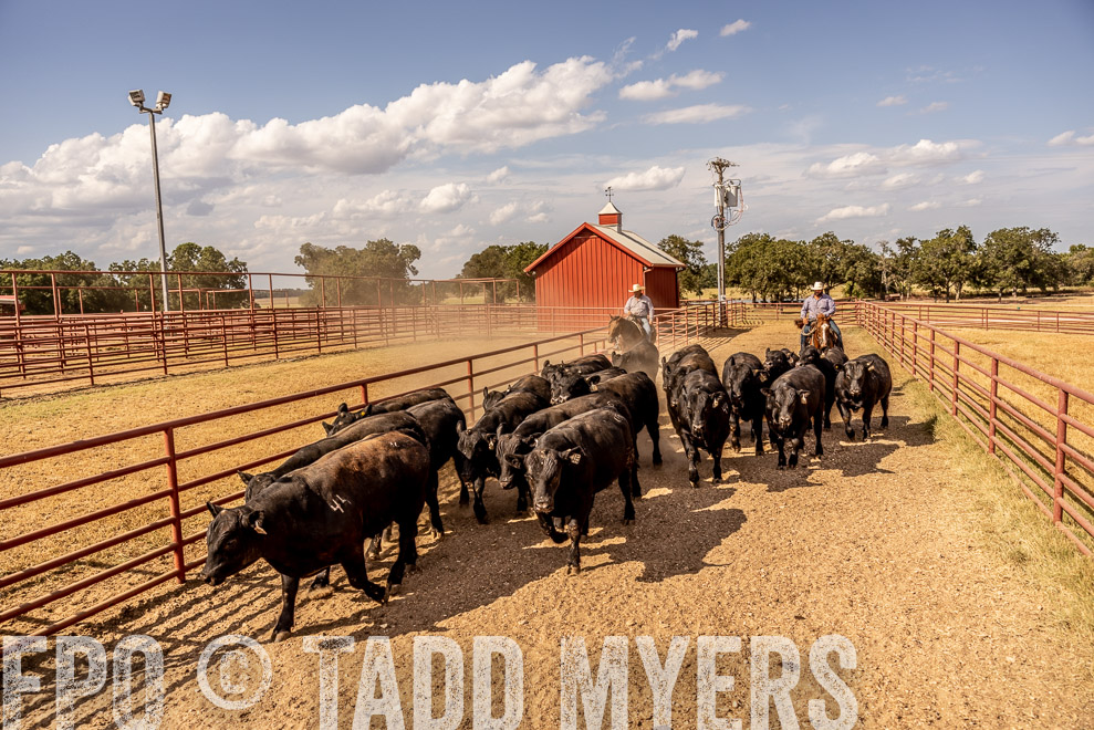 TMyers_SaleBookCover_CameronTX_Sept2021-9243