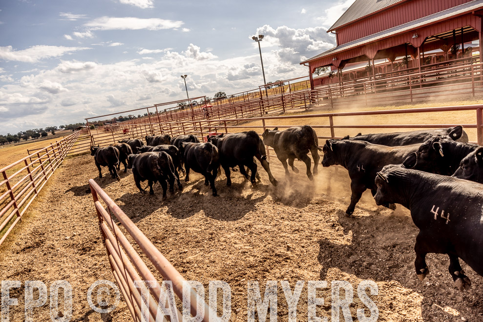 TMyers_SaleBookCover_CameronTX_Sept2021-9272