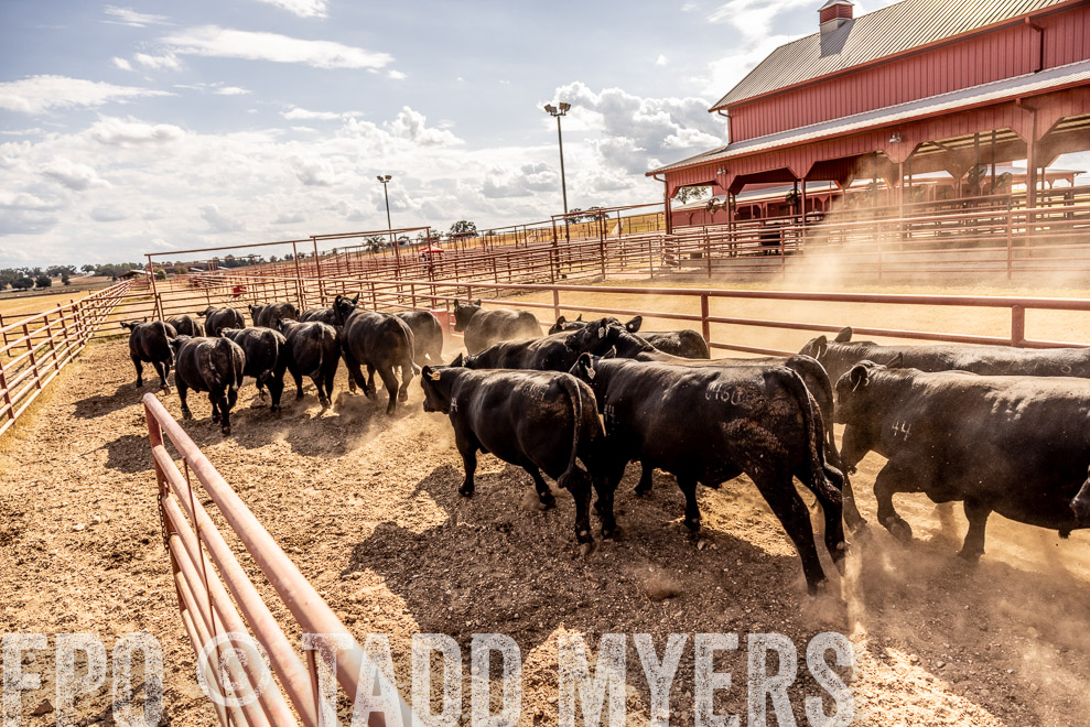 TMyers_SaleBookCover_CameronTX_Sept2021-9276
