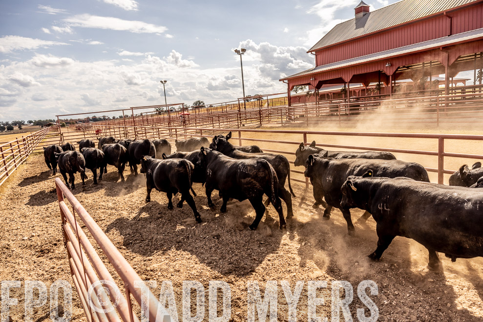 TMyers_SaleBookCover_CameronTX_Sept2021-9279