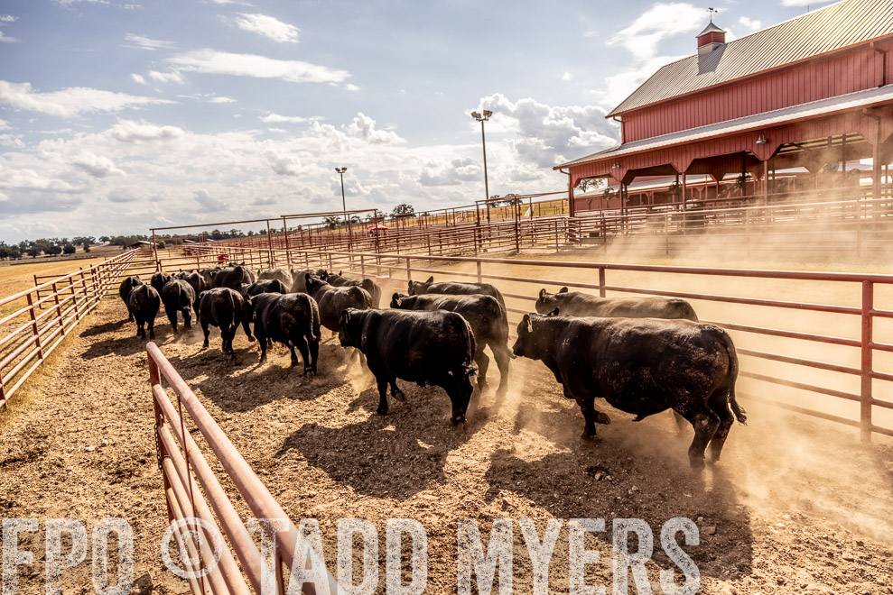 TMyers_SaleBookCover_CameronTX_Sept2021-9285