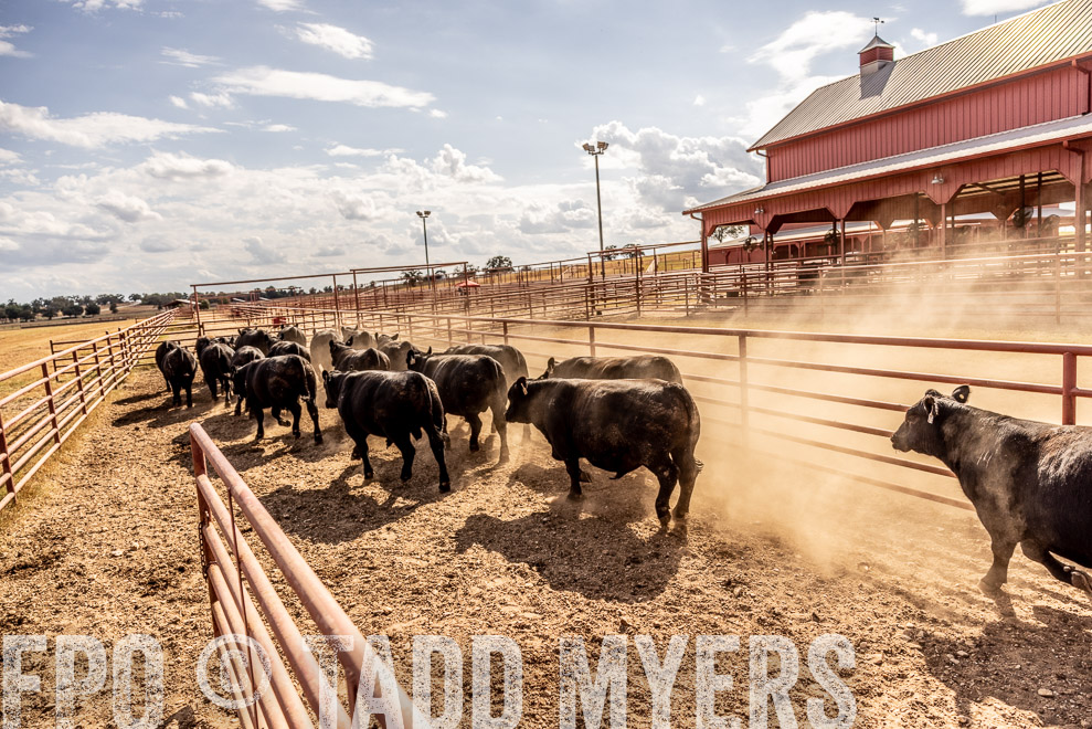 TMyers_SaleBookCover_CameronTX_Sept2021-9288