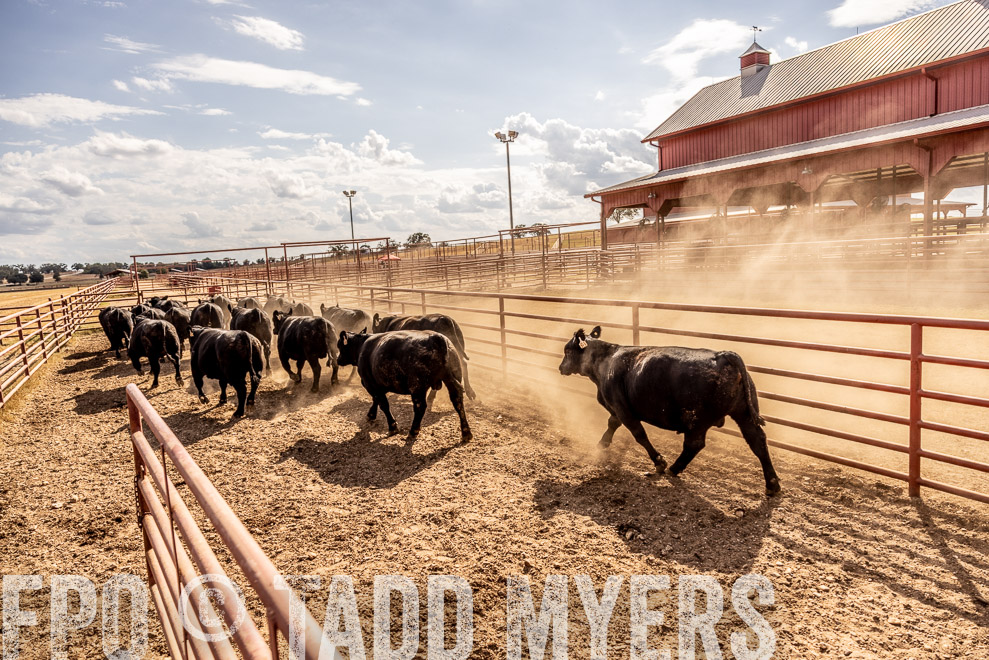 TMyers_SaleBookCover_CameronTX_Sept2021-9292