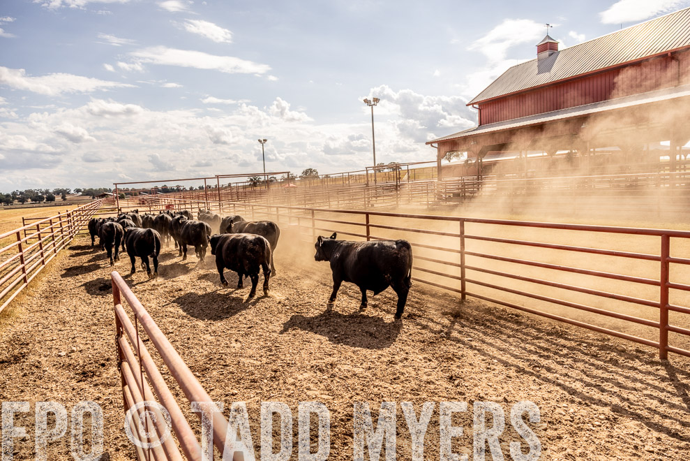 TMyers_SaleBookCover_CameronTX_Sept2021-9296