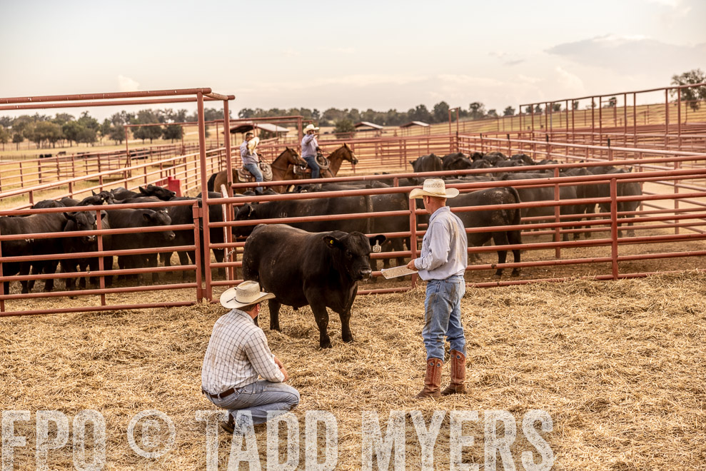 TMyers_SaleBookCover_CameronTX_Sept2021-521480