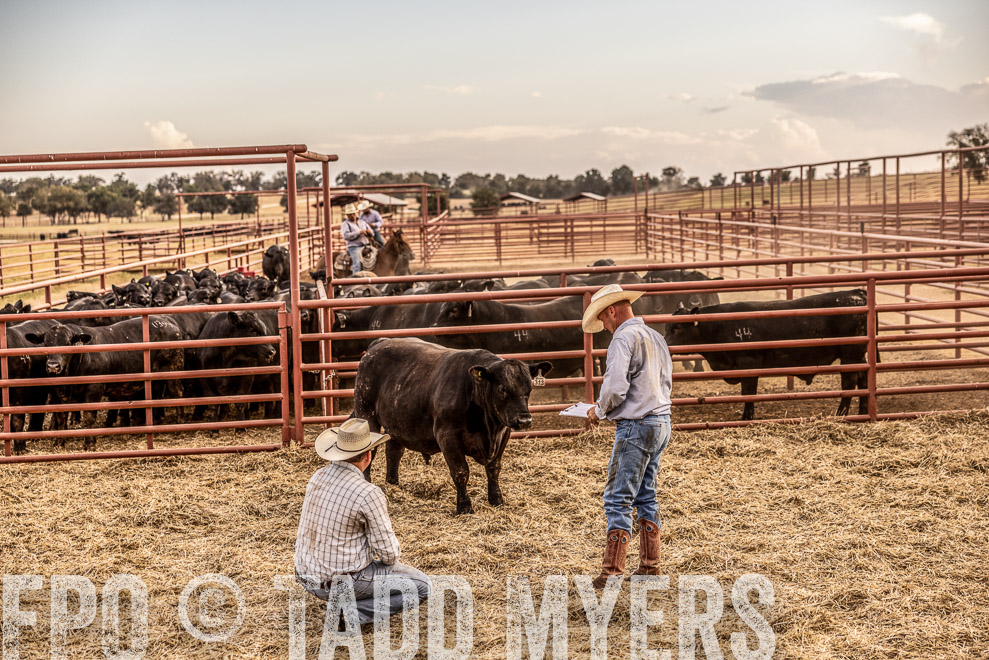 TMyers_SaleBookCover_CameronTX_Sept2021-521577-Edit