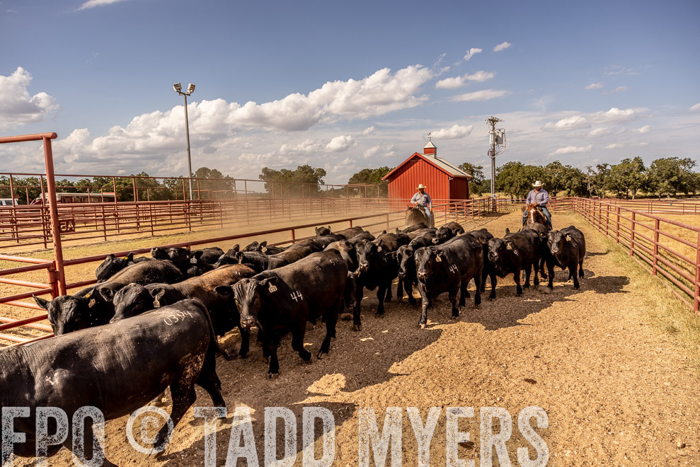 TMyers_SaleBookCover_CameronTX_Sept2021-9250