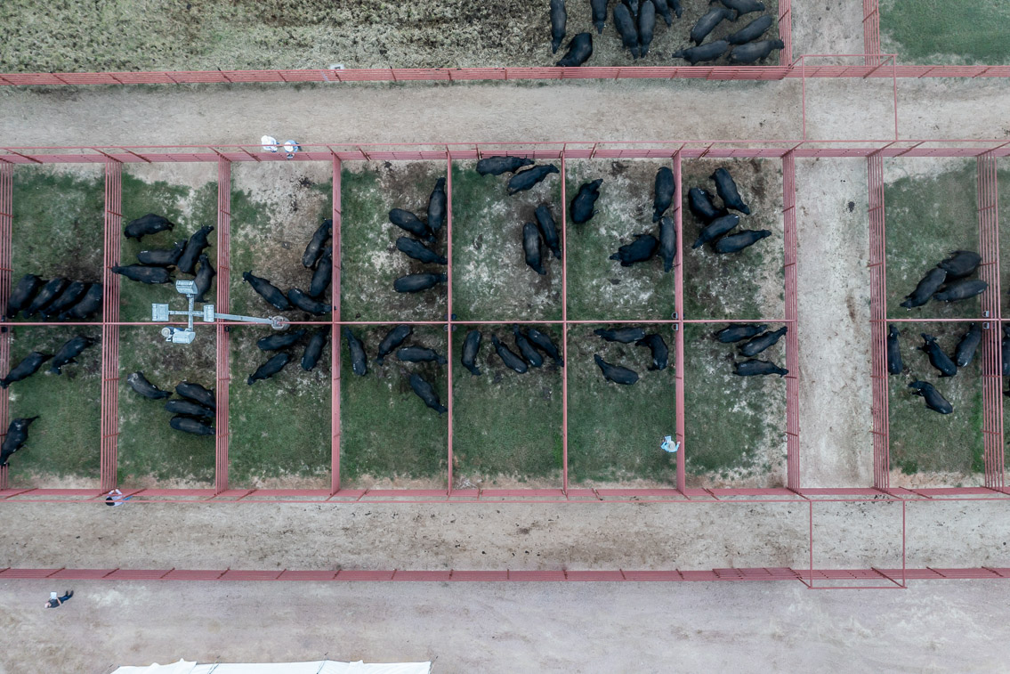 44Farms_Cameron_FallBullSale_Oct2021-0343