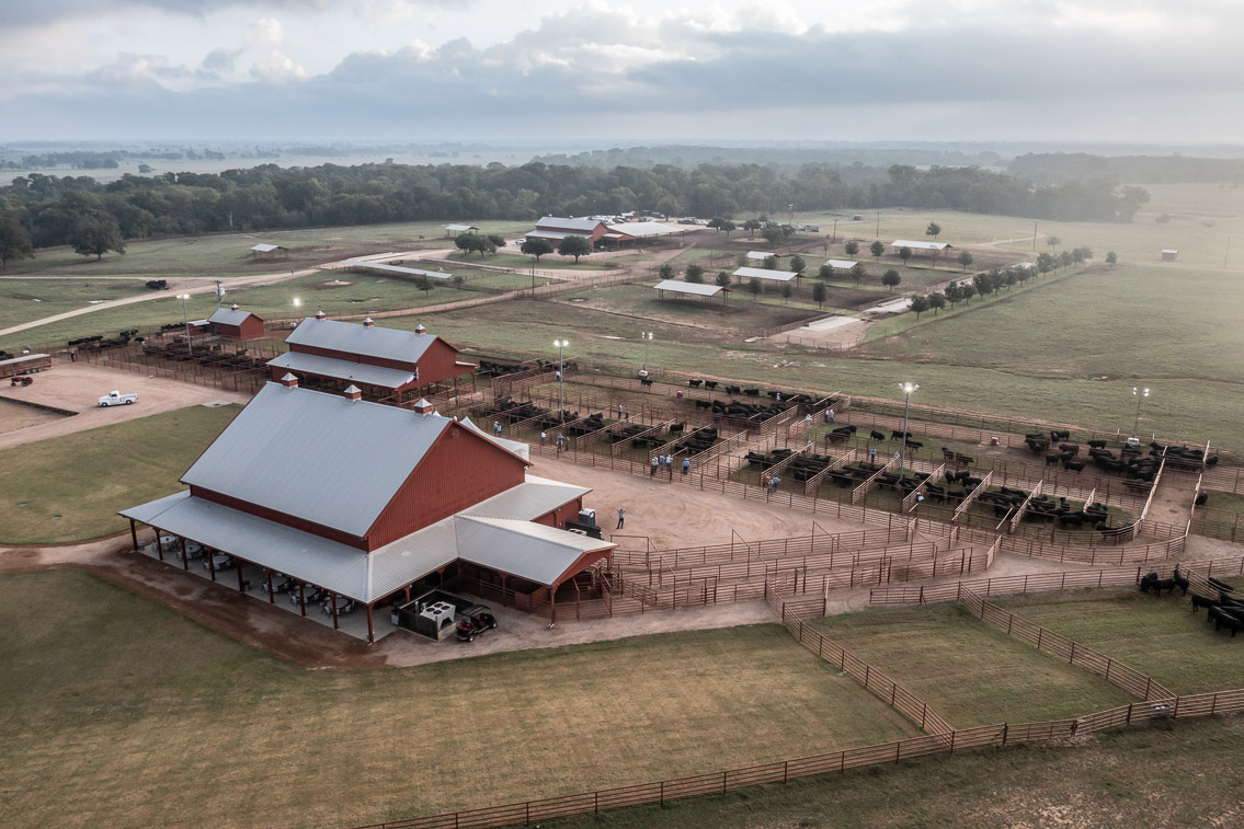 44Farms_Cameron_FallBullSale_Oct2021-0375