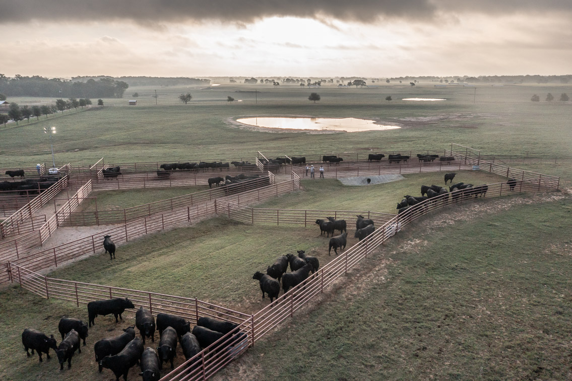 44Farms_Cameron_FallBullSale_Oct2021-0387