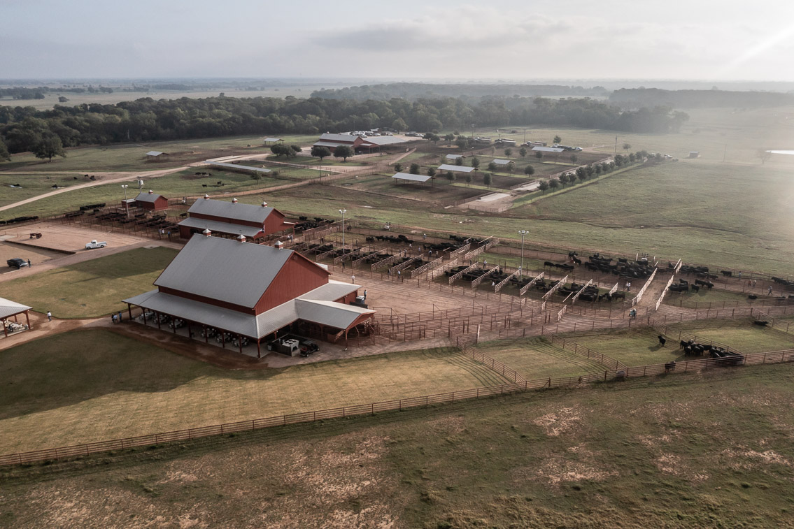 44Farms_Cameron_FallBullSale_Oct2021-0410