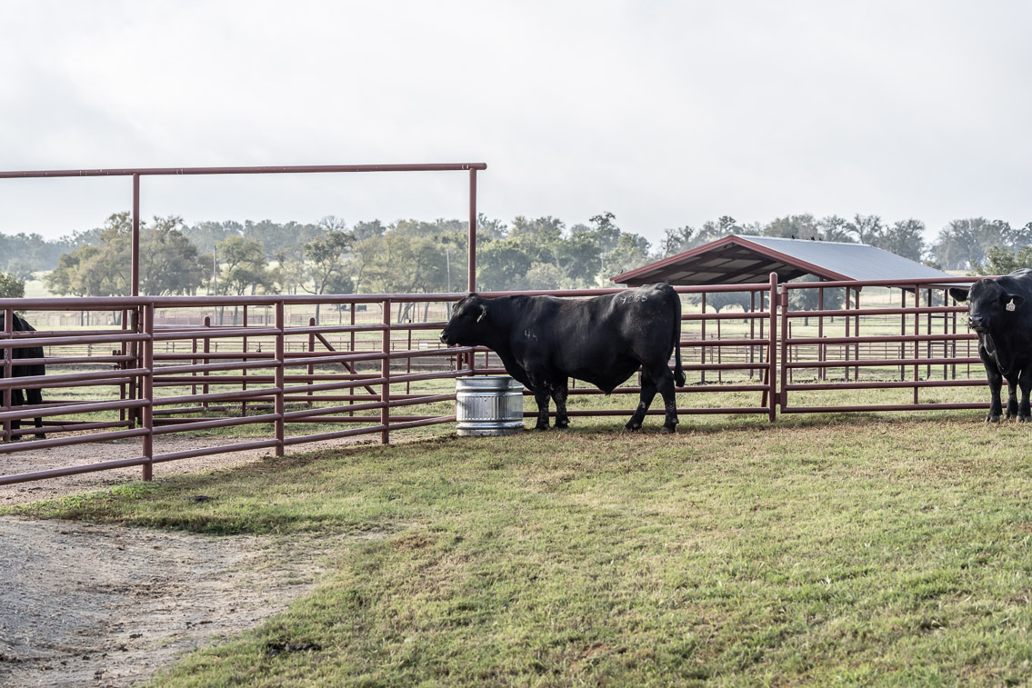 44Farms_Cameron_FallBullSale_Oct2021-519422