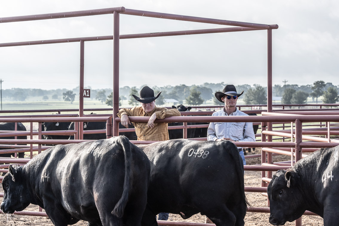 44Farms_Cameron_FallBullSale_Oct2021-519438
