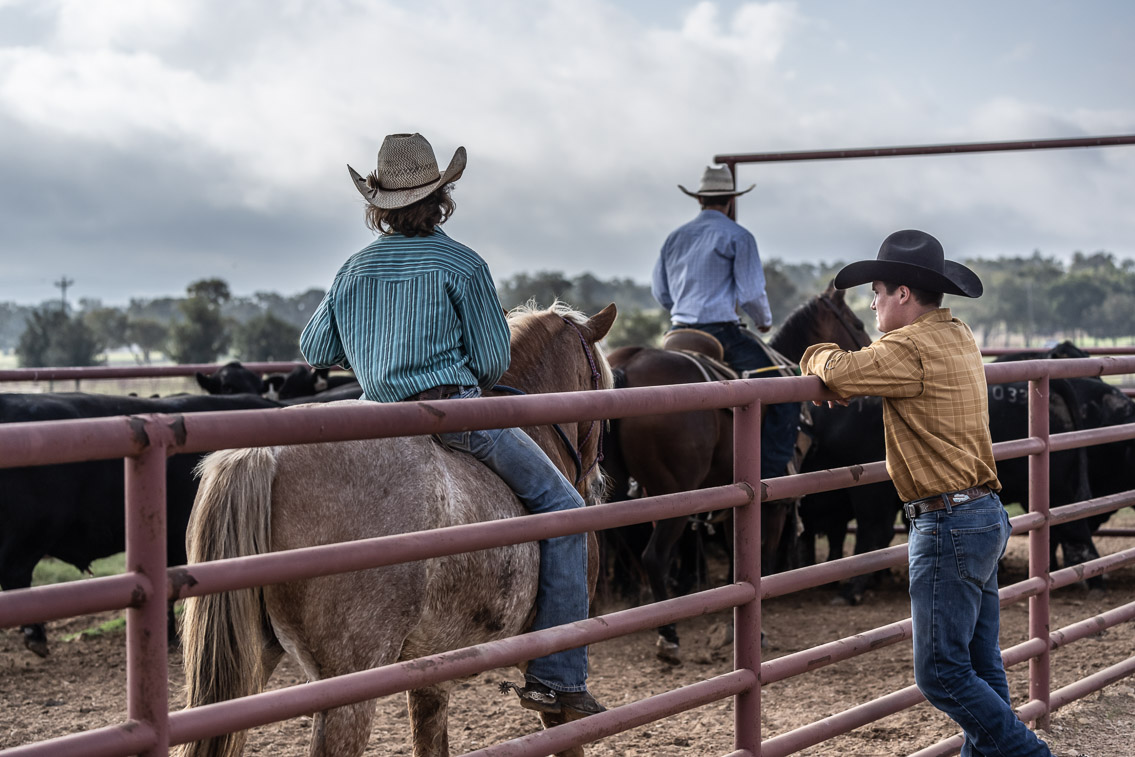 44Farms_Cameron_FallBullSale_Oct2021-519496