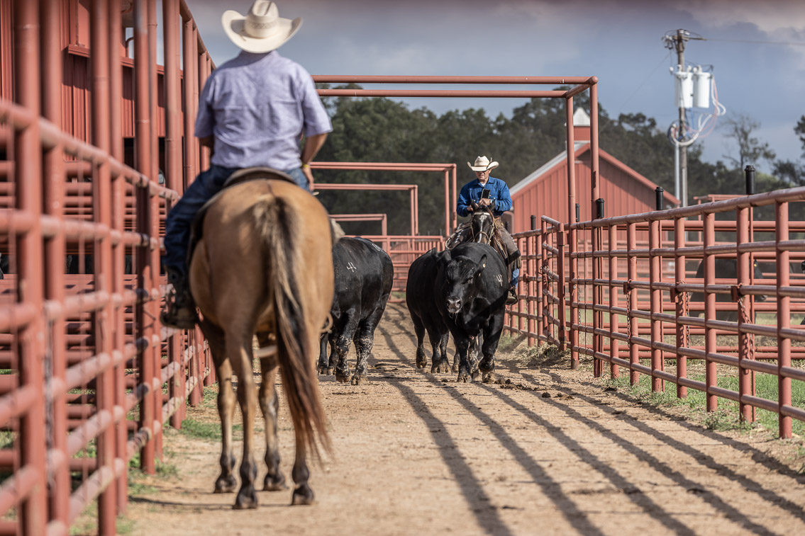 44Farms_Cameron_FallBullSale_Oct2021-519560